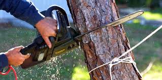 Trusted Nocatee, FL Tree Removal Services Experts