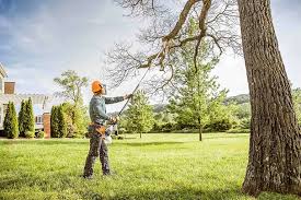 How Our Tree Care Process Works  in  Nocatee, FL