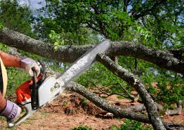 Lawn Renovation and Restoration in Nocatee, FL