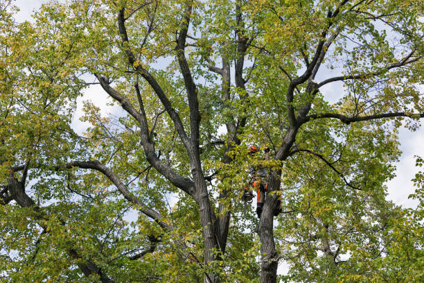 Best Residential Tree Removal  in Nocatee, FL